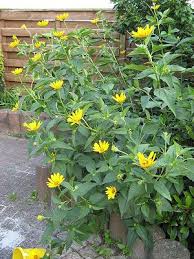 Sonnenaugen Sonnenauge Pflanzen Winterharte Stauden