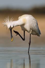 Small Bird With Long Legs And Long Beak Not Sure What This Bird Is Long Legged And White With A Paddle Like Beak Bill Has A Heron Look To It Sea Birds Animals Nature