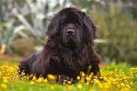 Newfoundland Dog Breed Information