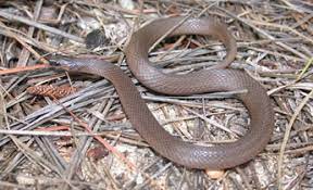 Species Profile Rough Earth Snake Virginia Striatula Srel Herpetology