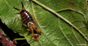If you like to keep a nicely manicured lawn, a few earwigs can actually be a welcome sight. Does Diatomaceous Earth Kill Earwigs