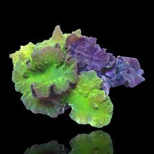 Image result for Scleria sobolifer