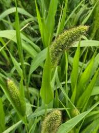 Image result for Melinis macrochaeta