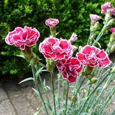 Assalamualaikum bunga anyelir, atau disebut juga bunga teluki dan dikenal dalam bahasa inggris sebagai carnation. Bunga Anyelir Bagaimana Cara Menanamnya Urban Garden