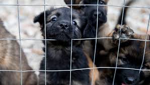 If assistance is needed, these are the resources. Starting A Pet Food Bank In Your Area