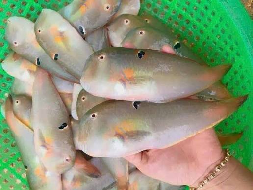 Wild-Caught Parrotfish