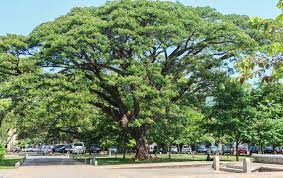 Albizia Tree Albizia Chinensis At Independence Square Albizia Tree Bird Tree Tree