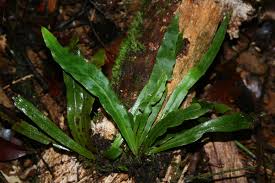 Image result for Loxogramme