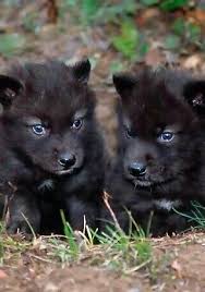 Black And Grey Wolf With Blue Eyes Blue Eyed Black Wolf Pups These Are Endangered Animals N It S Really Ashame Isn T It Wolf Pup Black Wolf Baby Wolves