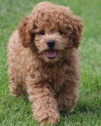 Mini Golden Miniature Goldendoodles And Miniature Irish Goldendoodles Goldendoodle Doodle Dog Pet Birds