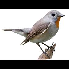 Image result for Peddiea fischeri