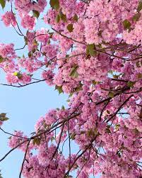 Browse through even more hd photos and videos: Free Desktop Wallpaper Mai 2019 Pinkepank