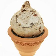 Image result for Raphionacme hirsuta