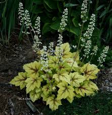 Foamy Bells Stoplight Heucherella X Hybrida In 2020 Shade Plants Part Shade Plants Heuchera X heucherella is a cross between heuchera x good companion plants include astilbe, red brizoides and tiarella cordifolia. foamy bells stoplight heucherella x