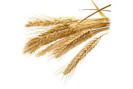 That's where hair oils come in. Wheat Germ Oil Ghenu Benefits For Skincare Haircare Forest Essentials Forest Essentials