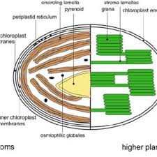Maybe you would like to learn more about one of these? Schematic Overview Of Chloroplast And Thylakoid Structure In Diatoms Download Scientific Diagram