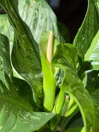 Image result for dieffenbachia flower