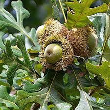 Image result for Quercus macrocarpa