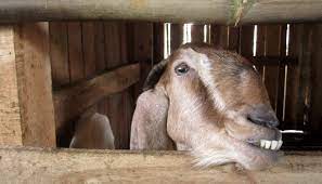 Harga ini termasuk standar, kalau anda mencari yang lebih murah, belum tentu prakteknya akan aman untuk kesehatan gigi anda kedepan. Kambing Pun Butuh Behel Sugarlesscoffee