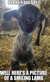 Image Result For How To Cheer Someone Up After A Bad Day Funny Animal Photos Happy Animals Funny Animal Memes When someone is suicidal it can be difficult to know what to say. funny animal photos