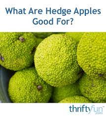 The growth rate of osage orange, hedge apple will vary greatly depending on soil type, sunlight, temperature and other factors. What Are Hedge Apples Good For Novocom Top