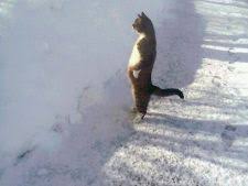 Include videoclipuri cu animale uimitoare, evoluție incredibilă a caprelor, documentare online gratuite pentru pisici, compilare finală 2020 și mai multe clipuri legate disclaimer: Pisici Amuzante