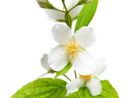 Similarly, it is asked, what flower smells like honeysuckle? 14 Fragrant Plants That Make Your Home And Garden Smell Heavenly