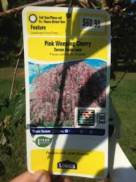 Check spelling or type a new query. How To Encourage Weeping Cherry To Grow Larger Gardening Landscaping Stack Exchange