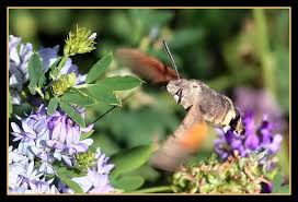 Maybe you would like to learn more about one of these? La Mariposa Esfinge Colibri Mendiak
