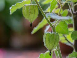 Die früchte schmecken ja nach sorte eher säuerlich bis süß. Physalis Uberwintern Lange Freude An Der Andenbeere