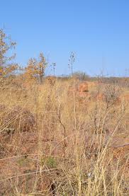 Image result for Rhigozum brevispinosum