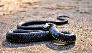 Tafsiran seputar mimpi anda, tetaplah. Arti Mimpi Membunuh Ular Vedit