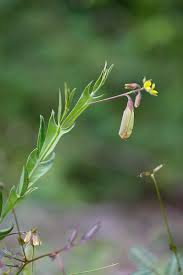 Image result for Stipularia