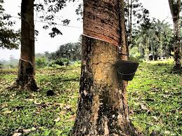 Rubber Tree In Malaysia Author Asano