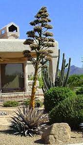 Use them in commercial designs under lifetime, perpetual very tall flowering agave cactus plant rosettes. Flowering Stalk Flowering Once In A Lifetime Azplantlady Com