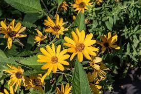 Discover Plants You Can Grow With Daisy Like Flowers Perennial Sunflower Types Of Sunflowers Perennials