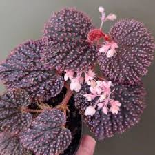 Image result for Begonia bequaertii