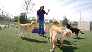 And it can be an exhausting day to day process (especially if you have a puppy or young dog) when you have to factor in your dog into your already crazy schedule. Dog Day Care Center Doggy Day Care Pet Palace Pet Resort