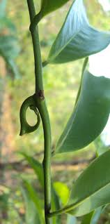 Image result for Artabotrys