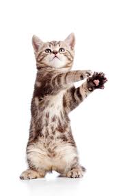 Besides those, which are really beautiful, we recommend naming your cat after your favorite character from literature or film. 500 Most Popular Female Cat Names Best Of The Best
