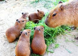 Anne Ile Yavru Kapibara Lar Cute Animals Cute Baby Animals Capybara