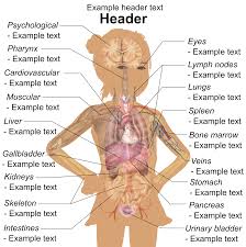 These muscles help the body bend at the waist. File Girl Diagram Template Svg Wikipedia