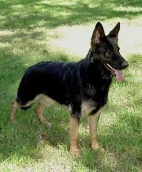 Black And Tan Puppies German Shepherd Black And Tan German Shepherd German Shepherd Dogs Shepherd Dog German Shepherd Puppies