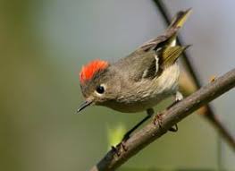 Birds With Red Heads Ruby Crowned Kinglet Backyard Birds Pet Birds Birds