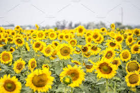 Field With Sunflowers Sunflower Agronomy Field