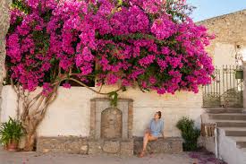 Image result for Bougainvillea