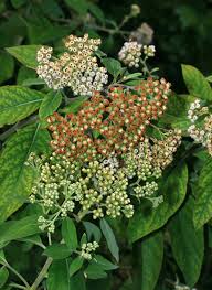 Image result for Pluchea