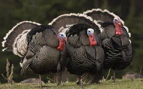 Animals High Definition Of Animals Free High Definition Animals Wallpaper Free Photo Animals Wild Turkey Turkey Hunting Bird Hunting