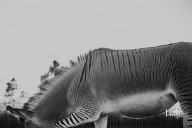 In illinois, as with other states, the fair housing act covers the legal definitions of emotional support animals. The Healing Hird An Emotional Support Animal Farm Home Facebook