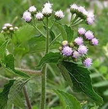 Tanaman Bandotan Tanaman Tanaman Obat Kebun Herbal